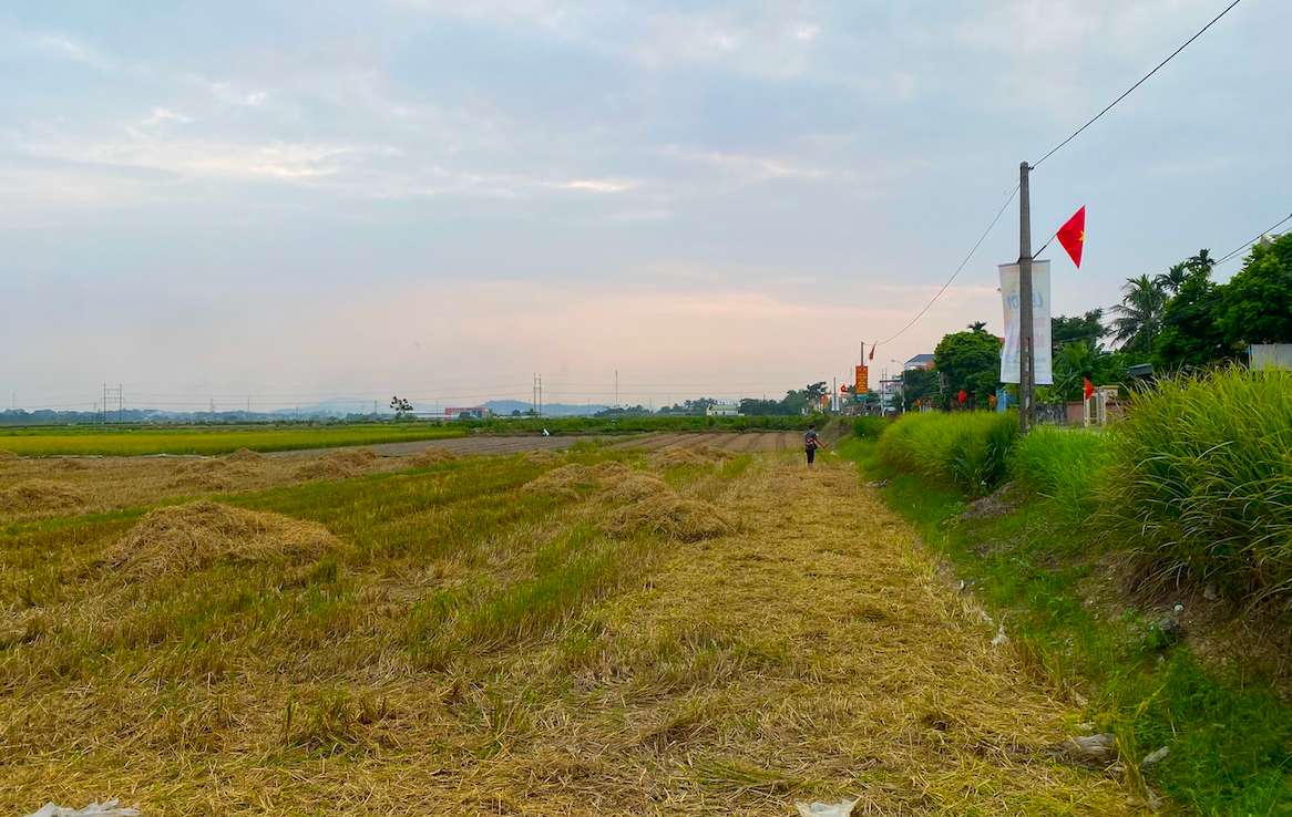 The maximum fine for illegally converting rice fields to residential land can be up to 400 million VND. Illustration: Tuyet Lan