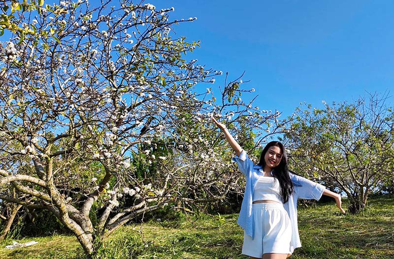 Pure white plum blossoms stand out among the mountains and forests of Moc Chau. This flower only blooms for about 1-2 weeks before fading and the tree begins to nourish itself to produce fruit. Photo: Duy Tien