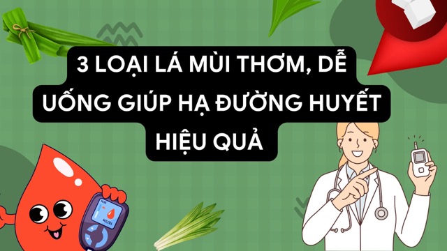 Aromatic leaves used to make tea help lower blood sugar effectively. Photo: HUONG SON