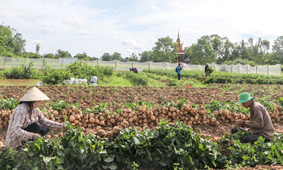 Hang nam vao khoang thang 8 - 9 am lich, nong dan xa An Hiep (huyen Chau Thanh, tinh Soc Trang) bat dau thu hoach ro cu san.