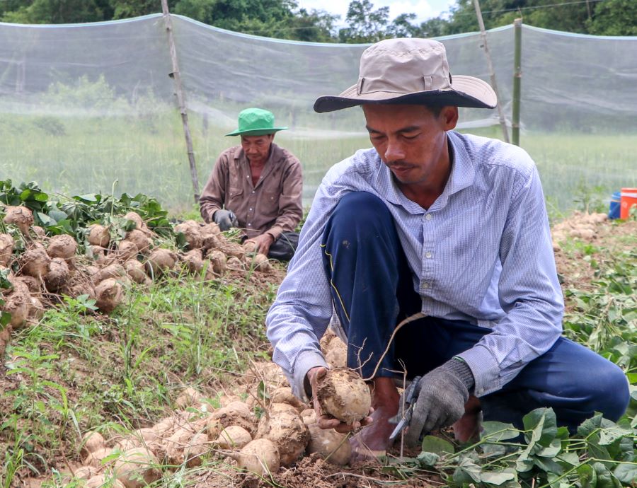 Nhung nam truoc gia ca bap benh, nguoi trong da phan tu hue den lo von, it co loi nhieu. Co thoi diem thuong lai chi mua voi gia tu 1.500 - 3.000 dong/kg thi nay ho den tan ray thu mua voi gia tu 6.500 dong/kg. Gia nay coi nhu lai kha“, mot nong dan trong cu san o xa An Hiep (huyen Chau Thanh, tinh Soc Trang) cho biet.