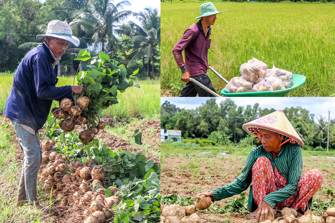 Den mua thu hoach cu san con giup giai quyet viec lam cho nhieu lao dong tai dia phuong voi thu nhap tu 200.000 -300.000 dong/ngay.