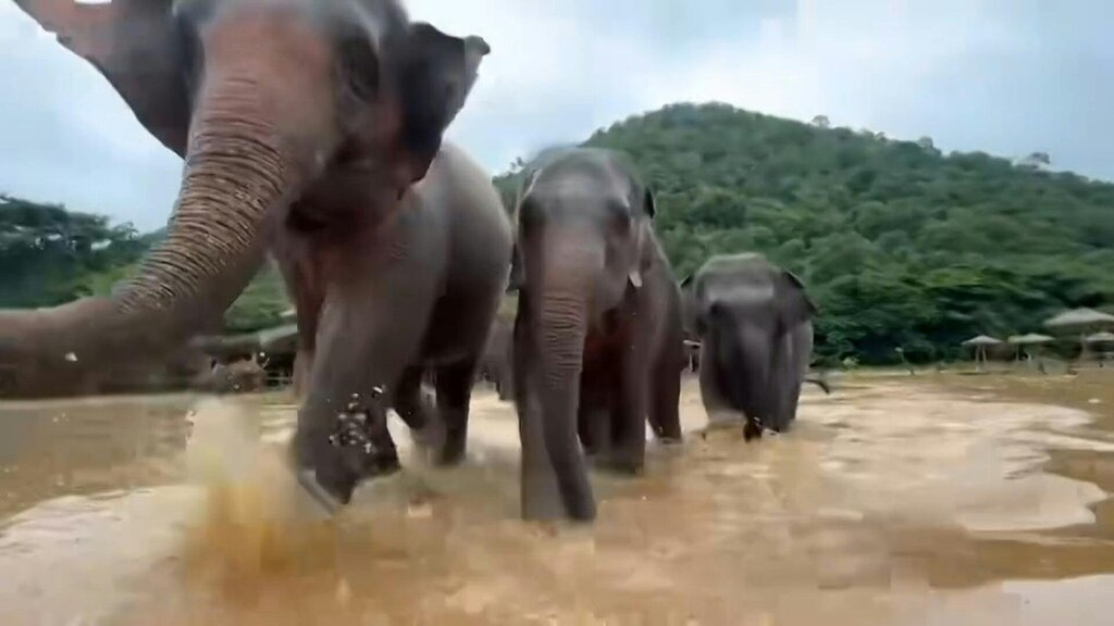 Elephants in Chiang Mai, Thailand evacuated to avoid floods. Photo: AFP