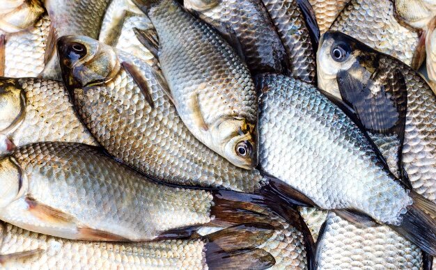 Adding fish to your diet can help control blood sugar. Photo: Tran Thanh