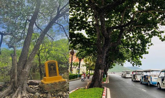 Một số cây di sản trên địa bàn huyện Côn Đảo. Ảnh: Văn Phái