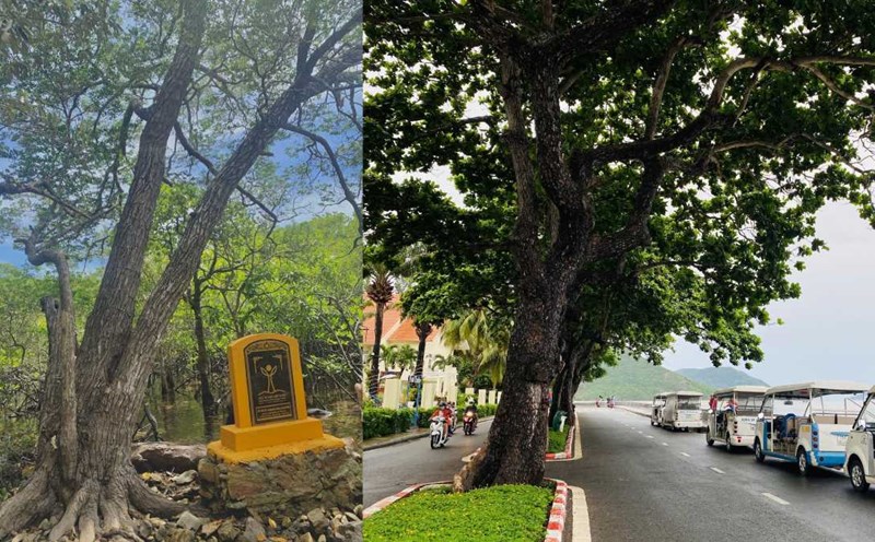 Some heritage trees in Con Dao district. Photo: Van Phai