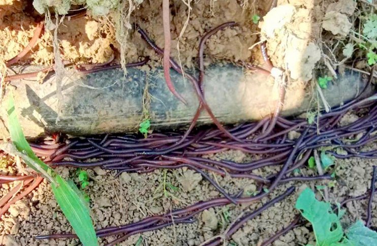 Đã xác định nguyên nhân khiến hàng loạt giun đất ở Tuyên Quang trồi lên mặt đất. Ảnh: Công Vượng.