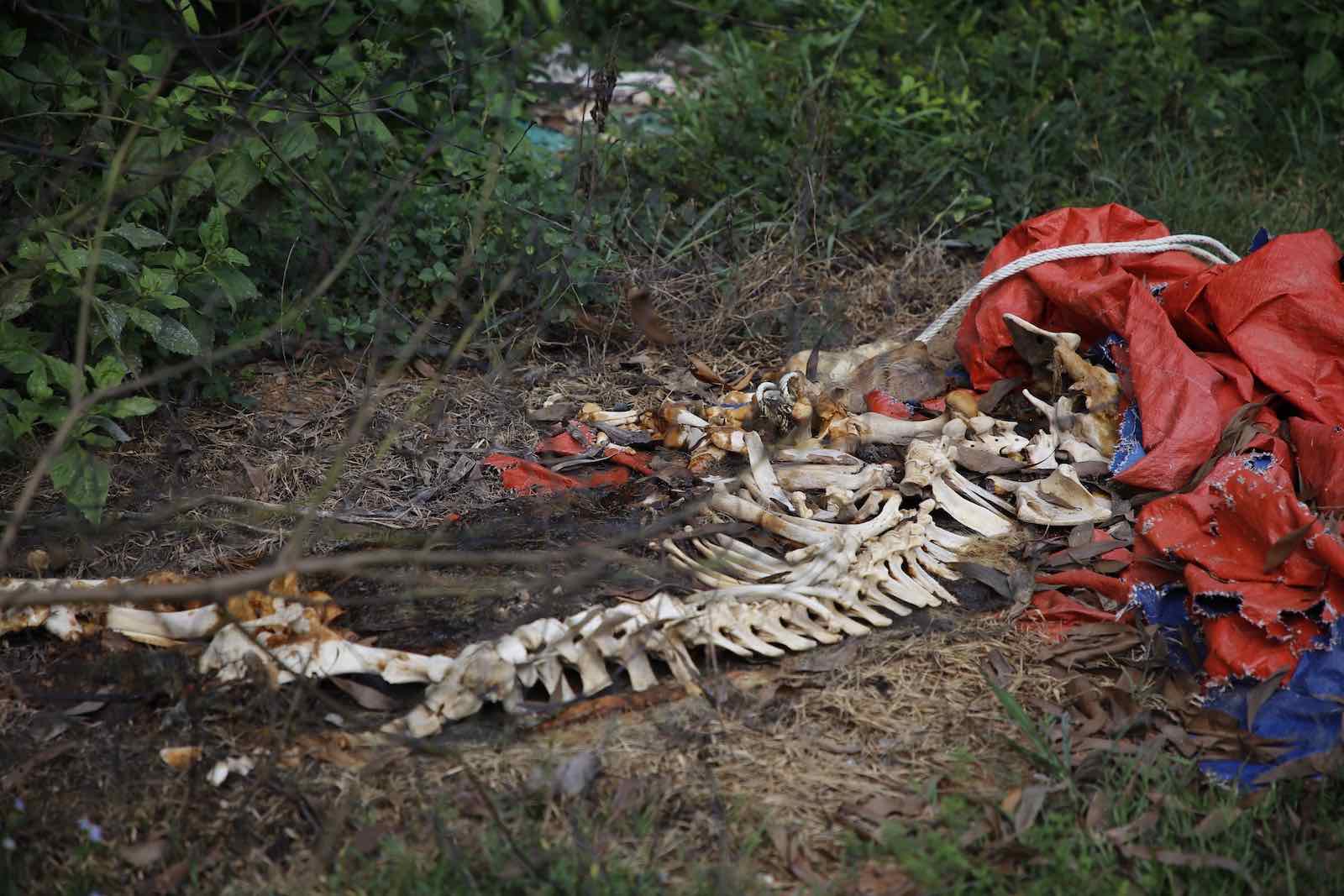 Dead pigs continue to be dumped everywhere in Quang Binh. Photo: Cong Sang