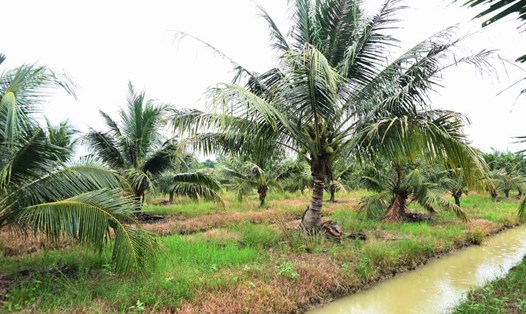 Bến Tre đảm bảo các tiêu chí về điều kiện để đưa trái dừa xuất khẩu vào thị trường Trung Quốc. Ảnh: Thành Nhân