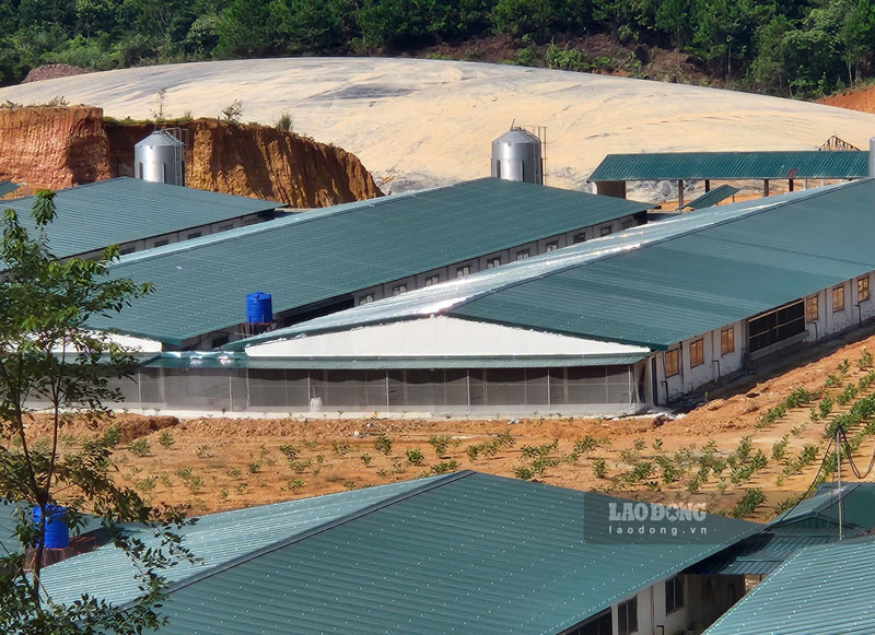 The infamous pig farm in Lang Son is moving its livestock. Photo: Tan Van.