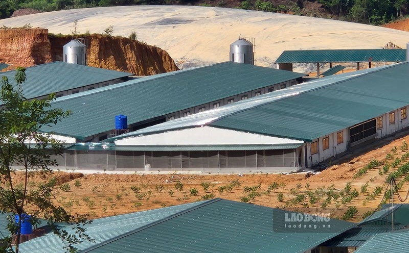 The infamous pig farm in Lang Son is moving its livestock. Photo: Tan Van.