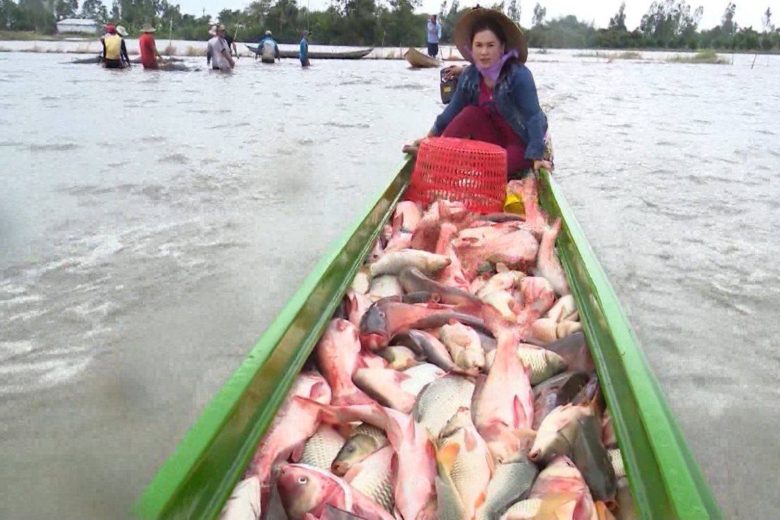 People in the West take advantage of the flood season to raise fish in the fields. Photo: Ta Quang