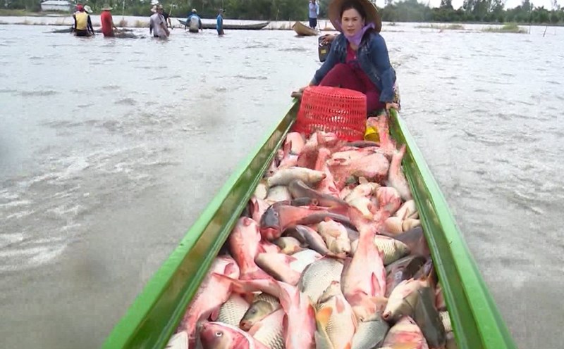 People in the West take advantage of the flood season to raise fish in the fields. Photo: Ta Quang