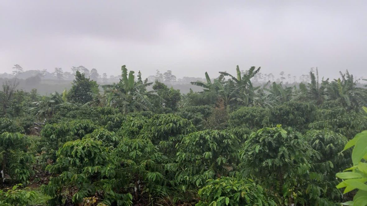 UBND tỉnh Lâm Đồng buộc ông Nguyễn Duy Thành phải trả lại toàn bộ diện tích lấn chiếm từ đất rừng. Ảnh: Hoài Thanh