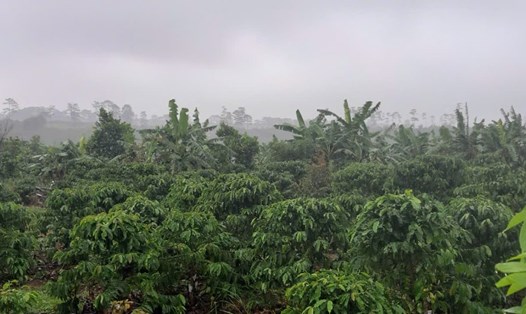 UBND tỉnh Lâm Đồng buộc ông Nguyễn Duy Thành phải trả lại toàn bộ diện tích lấn chiếm từ đất rừng. Ảnh: Hoài Thanh