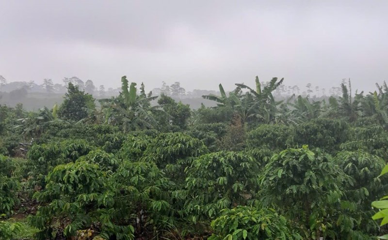 Lam Dong Provincial People's Committee forced Mr. Nguyen Duy Thanh to return all the encroached forest land area. Photo: Hoai Thanh