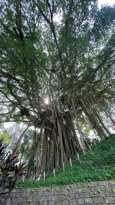 Theo nguoi dan dia phuong, trai qua hang tram nam lich su, tan cay da phu bong mat ca mot vung rong lon, dong thoi gop phan che chan gio bao, bao ve ngoi den thieng va cuoc song cua ba con xung quanh.