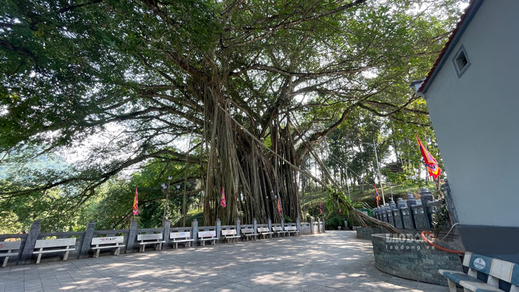 Cung voi cay da 338 tuoi o dinh Tieu Tra, cay nhan di san o chua Tieu Tra (ben canh Dinh) cung van truong ton qua hon 3 the ki, la niem tu hao cua biet bao the he nguoi dan Tieu Tra. Nhung cay di san cung gop phan ton len ve dep cua cum di tich dinh chua Tieu Tra - thu hut hang nghin luot nguoi dan, du khach den tham quan, chiem bai hang nam.