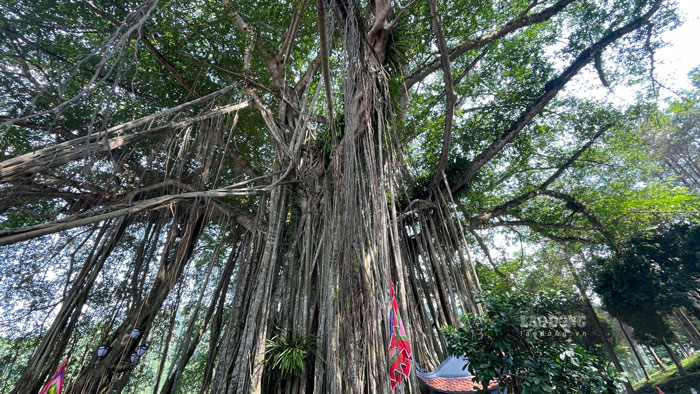 Theo tim hieu, da long la loai cay go lon cao toi 30 - 35m, tan rong, thuong nhieu than voi re phu; la don moc cach hinh trung hay trai xoan, phien la day, hai mat co long mau vang nau hay xam bao phu. 