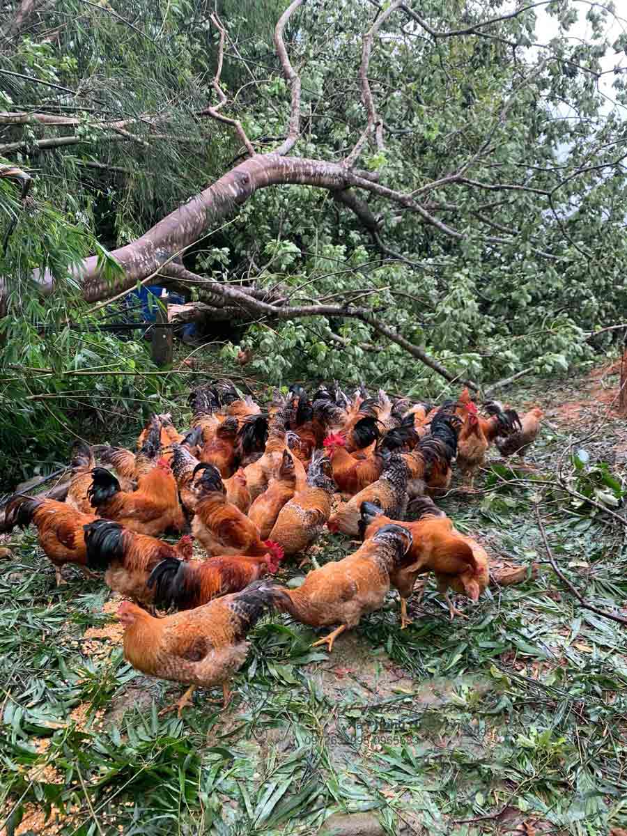 Theo mot so ho chan nuoi, thiet hai sau bao Yagi doi voi dan Tien Yen khong anh huong den viec cung cap cho thi truong dip Tet Nguyen Dan, boi so luong ga thiet hai tren tong so dan ga cua huyen la rat nho. Anh: Dieu Hoang