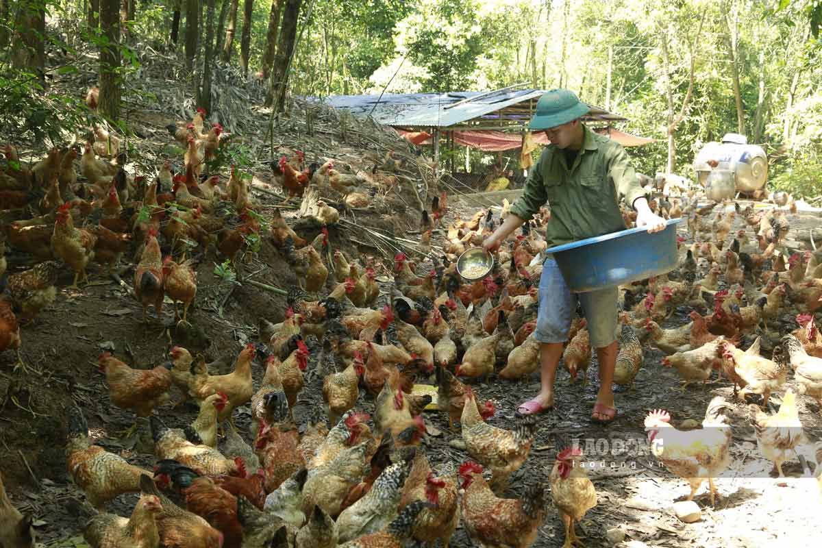 Livestock farmers in Tien Yen district, Quang Ninh province restore livestock farming activities to serve the Lunar New Year. Photo: Xuan Thao