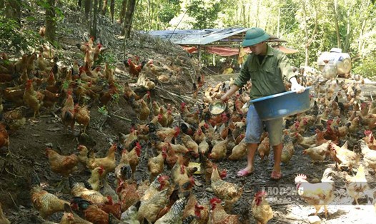 Hộ chăn nuôi tại huyện Tiên Yên, tỉnh Quảng Ninh khôi phục hoạt động chăn nuôi phục vụ cho Tết Nguyên Đán. Ảnh: Xuân Thao