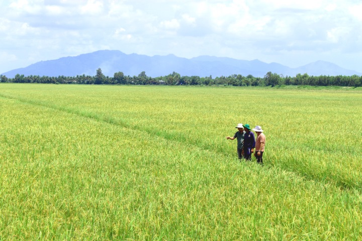 Nhung ngay dau thang 10, Bao Lao Dong nhan duoc thong tin cua nong dan, can bo nganh nong nghiep ve viec day dac bo xit hoi tan cong tren ruong lua vung Tu giac Long Xuyen. Ngay lap tuc, chung toi co mat tai huyen Hon Dat, tinh Kien Giang - dia phuong giap ranh voi tinh An Giang, de tac nghiep hien truong. Theo ghi nhan, mot goc canh dong o ap Lang Com (xa Binh Giang), lua dang trong giai doan ngam sua da bi bo xit hoi tan cong nang.