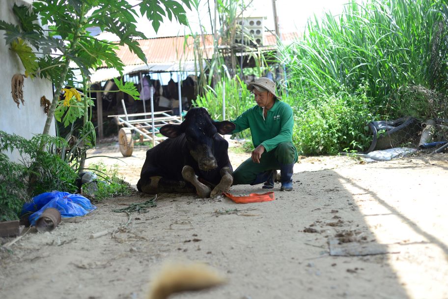 Dairy farmers who suffered losses still do not agree with the compensation price offered by the company for the second time. Photo: Bao Lam