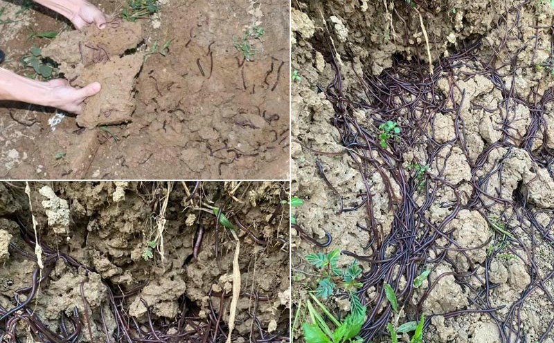 There is a reason why thousands of earthworms cover the surface of the fields in Tuyen Quang. Photo: Cong Vuong.