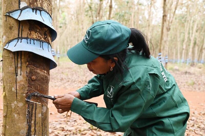 The Ministry of Home Affairs is seeking opinions on awarding the title of Hero of Labor to Chu Se - Kampong Thom Rubber Joint Stock Company. Illustrative photo: Gia Lai Provincial People's Committee
