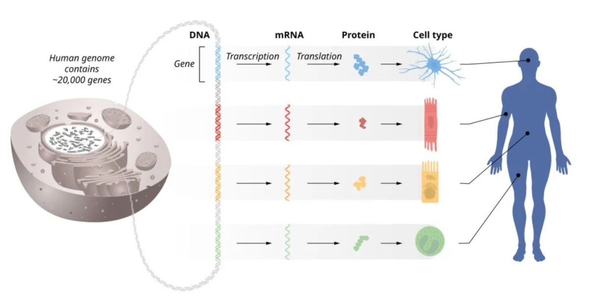 Dong thong tin di truyen tu DNA den mRNA den protein. Anh: Nobelprize.org