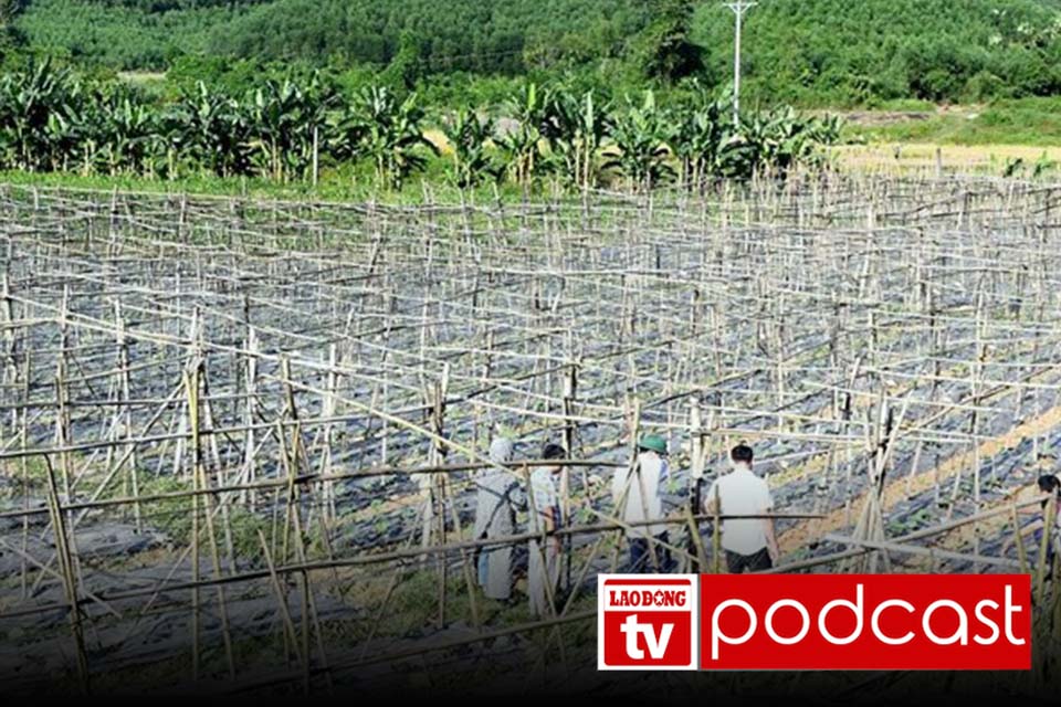 The reason why thousands of creatures crawl across the fields in Tuyen Quang