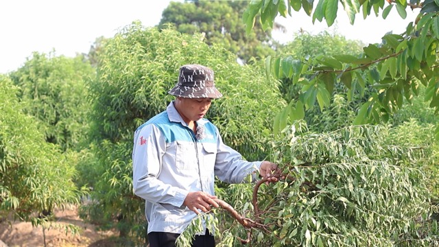 Anh Cuong kiem dem lai so dao bi pha hoai. Anh: Quynh Trang