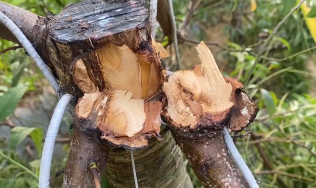 Đào Tết của người dân bị phá hoại. Ảnh: Quỳnh Trang