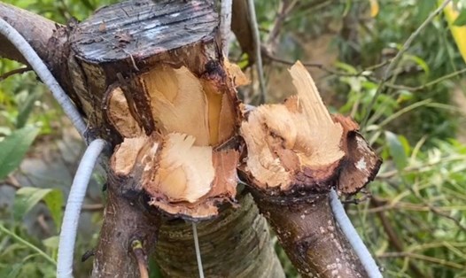 Đào Tết của người dân bị phá hoại. Ảnh: Quỳnh Trang