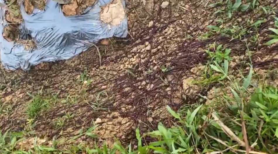 Giải pháp giải quyết tình trạng hàng vạn con giun chui lên khỏi đất ở Tuyên Quang. Ảnh: Tấn Lai