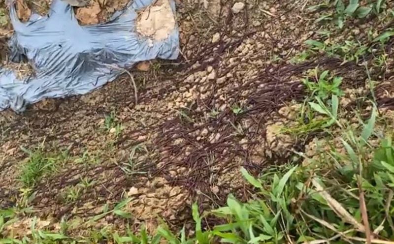 Solution to the problem of tens of thousands of worms crawling out of the soil in Tuyen Quang. Photo: Tan Lai
