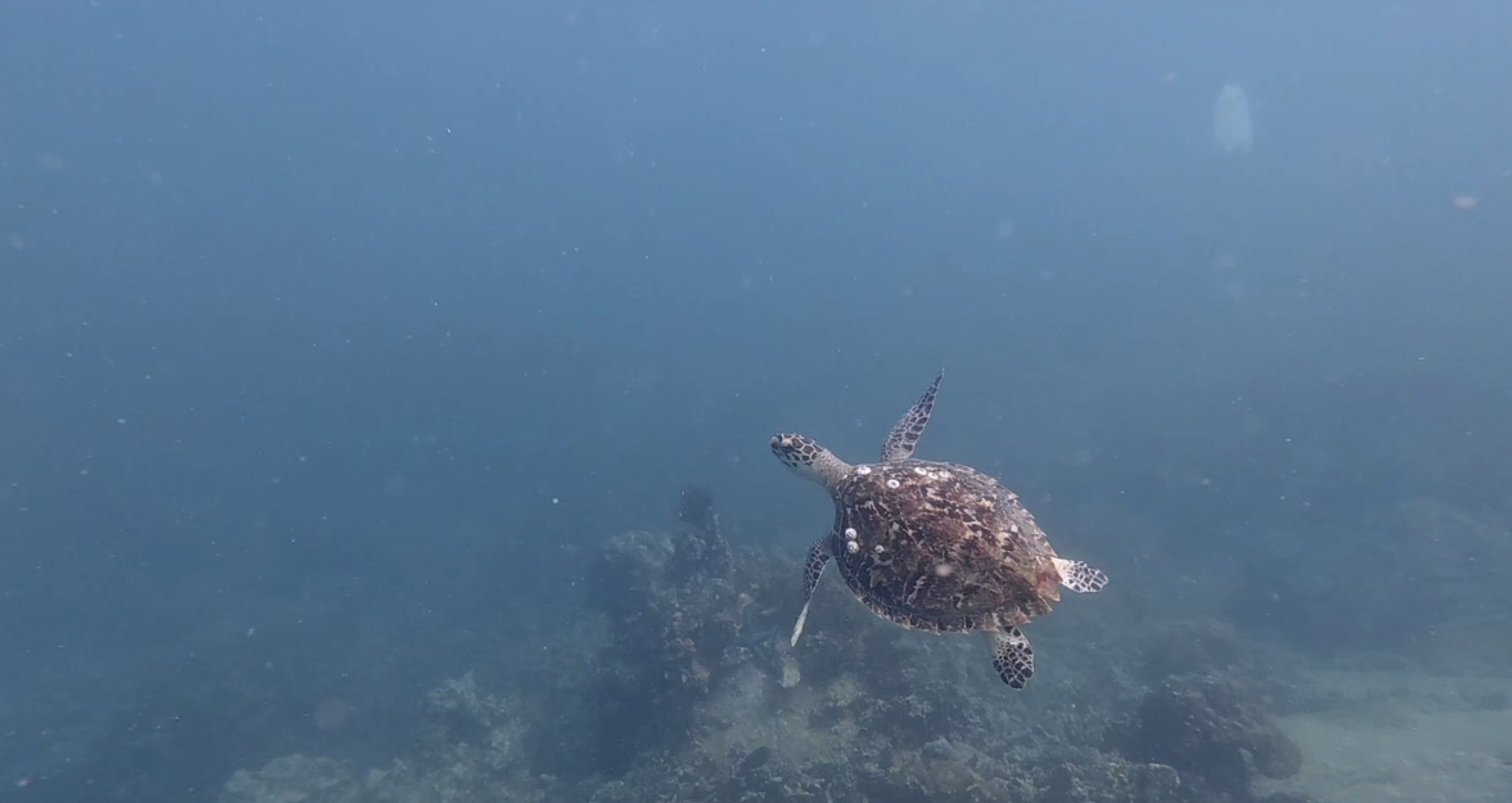 Sea turtles reappeared in Nha Trang Bay after many years. Photo: Nha Trang Bay Management Board