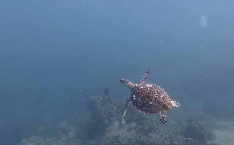 Sea turtles reappeared in Nha Trang Bay after many years. Photo: Nha Trang Bay Management Board