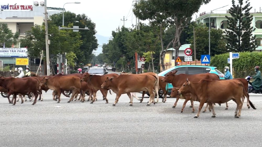 Hàng chục con bò rượt đuổi nhau giữa đường phố tại Đà Nẵng. Ảnh: Trần Thi