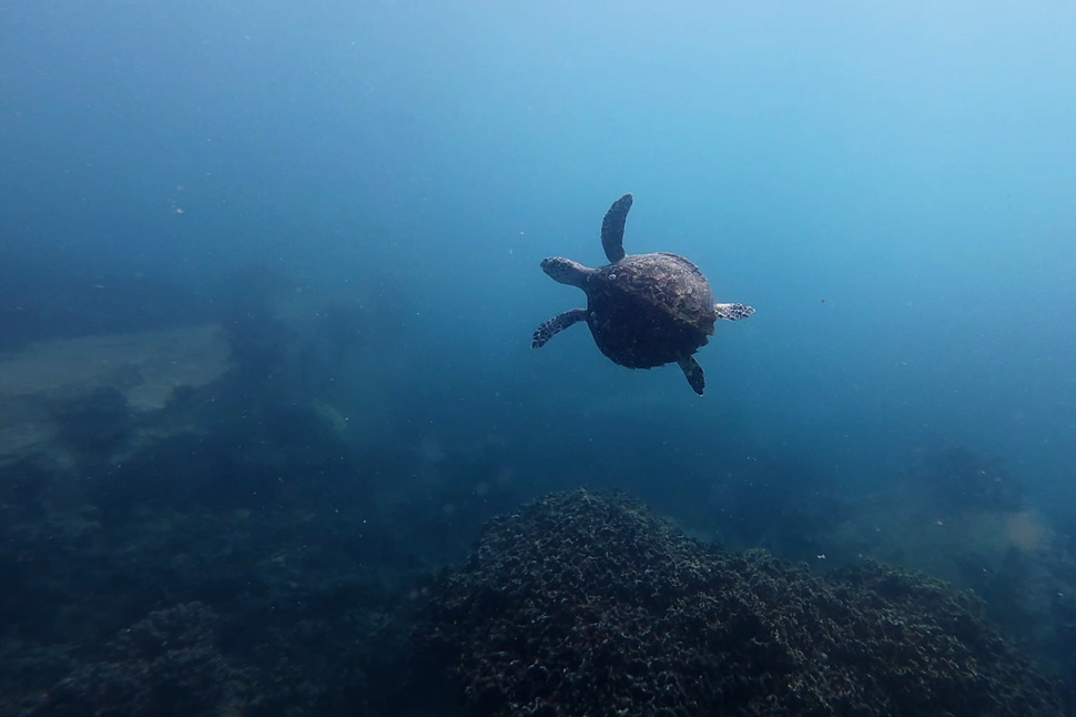 Hình ảnh rùa biển xuất hiện tại vùng biển Hòn Mun (vịnh Nha Trang, Khánh Hòa). Ảnh: Ban Quản lý vịnh Nha Trang