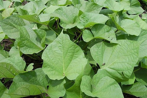 Rau lang là một trong những loại rau có chất nhớt có thể hỗ trợ ngăn tăng đường huyết. Ảnh: Kiều Vũ