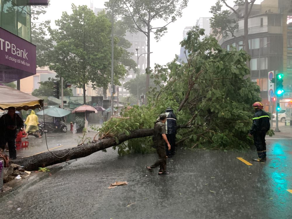 Heavy rain causes trees to fall in District 1, Ho Chi Minh City. Photo: Minh Tam