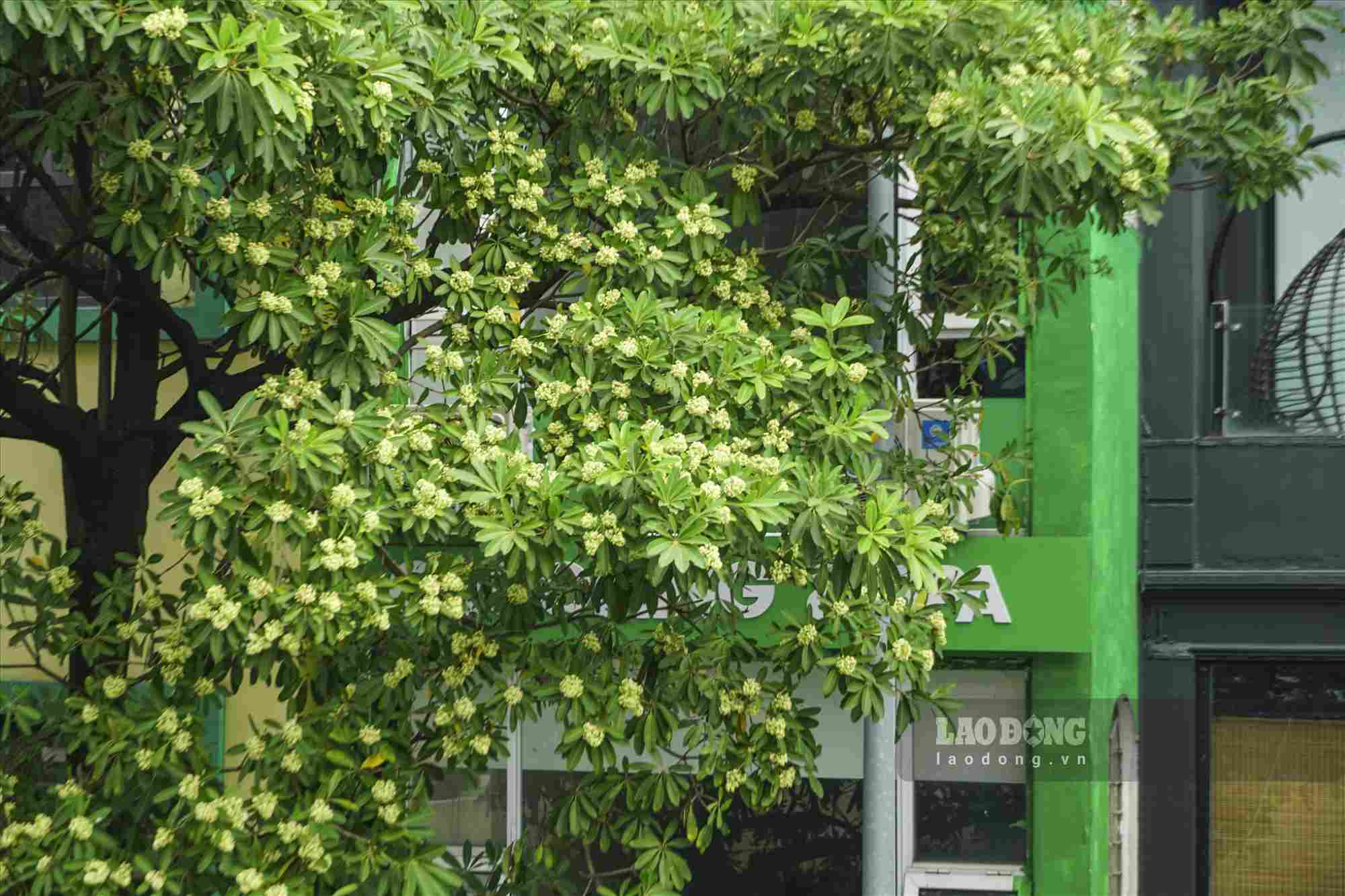 Image of milk flowers on a street in Hanoi. Photo: Thien Thom
