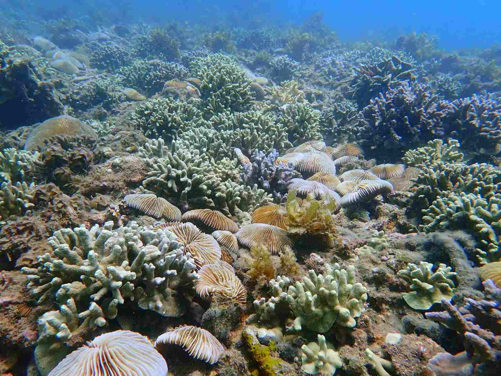 San hô mọc trở lại ở Vịnh Nha Trang sau thời gian bị tẩy trắng. Ảnh: Nguyễn Đức