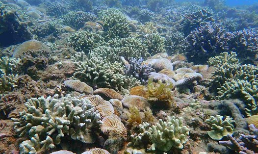 San hô mọc trở lại ở Vịnh Nha Trang sau thời gian bị tẩy trắng. Ảnh: Nguyễn Đức