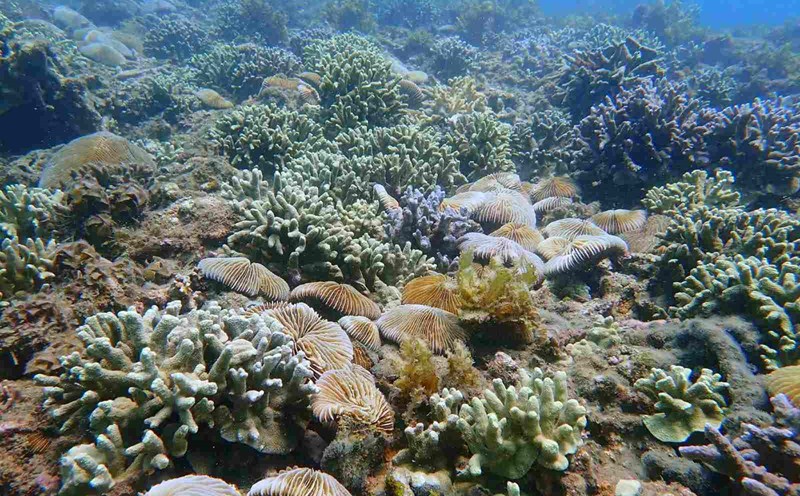 Coral grows back in Nha Trang Bay after bleaching. Photo: Nguyen Duc
