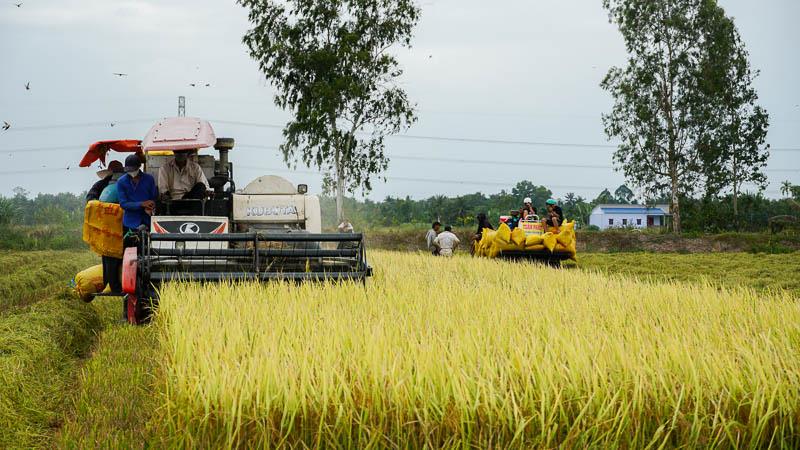 Thu hoạch lúa bằng máy gặt đập liên hợp đạt trên 98% diện tích thu hoạch. Ảnh: Phương Anh