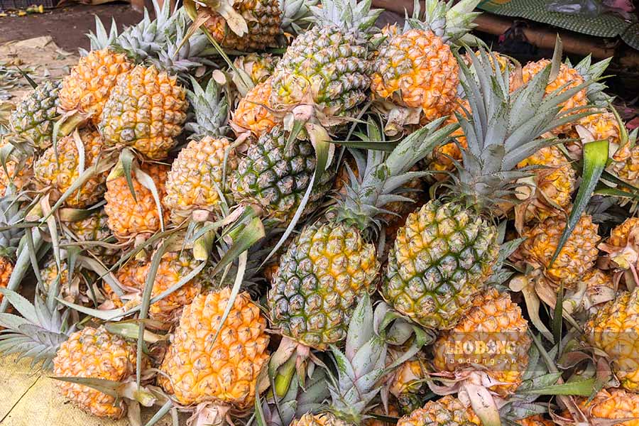 Pineapple - a plant that produces a fruit with "hundred eyes" has helped many farmers in Muong Cha district, Dien Bien province escape poverty and become rich. Photo: Quang Dat