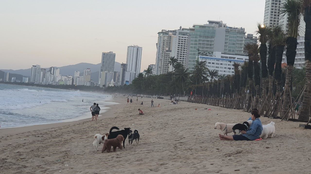 TP. Nha Trang kiên quyết xử lý tình trạng chó thả rông, không đúng quy định. Ảnh: Phương Linh